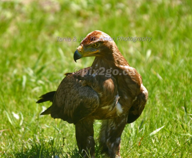 STEPPE ON IT
Steppe Eagle
Aquila nipalensis
May 25, 2005
