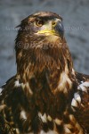 SKY KING
Bald Eagle
Haliaeetus leucocephalus
May 25, 2005