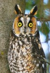 WIDE OPEN
Long-Eared Owl
Asio otus
Feb. 23, 2005