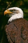 WHERE EAGLES DARE
Bald Eagle 
Haliaeetus leucocephalus
May 25, 2005
