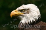 BOLD & BALD
Bald Eagle
Haliaeetus leucocephalus
May 25, 2005