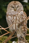 SLEEPING BEAUTY
Barred Owl
Strix varia
Jan. 29, 2005