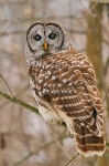 KEEP IT DOWN, WILL YA?
Barred Owl
Strix varia
Feb. 5, 2005