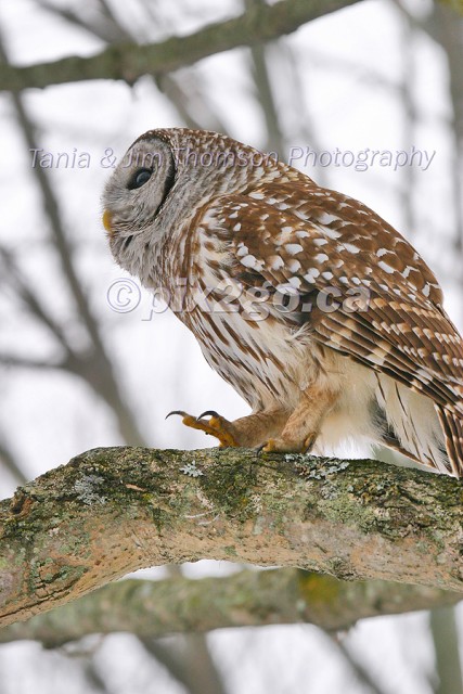 IN HIS SIGHTS
Barred Owl
Strix varia
Feb. 5, 2005