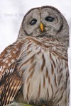 HEY, I'M HIGHER!
Barred Owl
Strix varia
Feb. 5, 2005