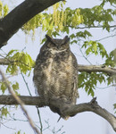 GREAT HORNED OWL
Bubo virginianus
May 13, 2009
