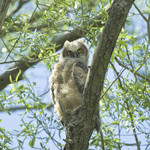 GREAT HORNED OWL
Bubo virginianus
May 20, 2009