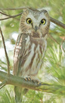 NORTHERN SAW-WHET OWL
Aegolius acadicus
Nov. 8, 2009
