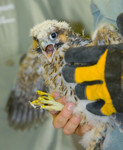 WELCOME, ESTERO!
Peregrine Falcon
Falco peregrinus
May 31, 2007