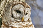 HOOT-ERRIFIC
Barred Owl
Strix varia
Feb. 2, 2005