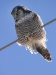 POINT GUARD
Northern Hawk Owl
Surnia ulula
Feb. 11, 2005
