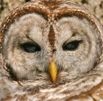 LOOK DEEP 
INTO MY EYES...
Barred Owl
Strix varia
Feb. 2, 2005
