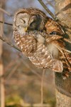 HOOTS, MON!
Barred Owl
Strix varia
Feb. 2, 2005