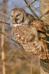 WHOOOO'S ASKING?
Barred Owl
Strix varia
Feb. 2, 2005