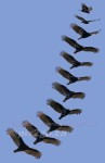 FLIGHT OF FANCY
Turkey Vulture
Cathartes aura
Feb. 5, 2006