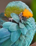 I'VE GOT AN EYE ON YOU
Blue and Gold Macaw
Ara ararauna
January 15, 2005