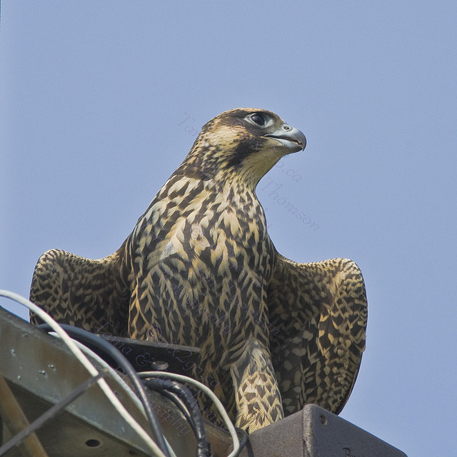 URBAN FALCON
Peregrine Falcon
Falco peregrinus
July 19, 2008