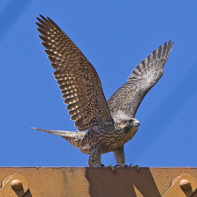 FLY LIKE A ...
Peregrine Falcon
Falco peregrinus
July 15, 2008