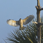 RED-SHOULDERED HAWK
Buteo lineatus
Feb. 16, 2009