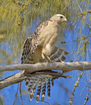 RED-SHOULDERED HAWK
Buteo lineatus
Feb. 8, 2009