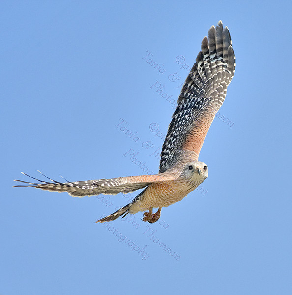 RED-SHOULDERED HAWK
Buteo lineatus
Feb. 25, 2009