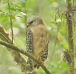 RED-SHOULDERED HAWK
Buteo lineatus
Feb. 22, 2009