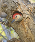 NAUGHTY BY NATURE
Red-Bellied Woodpecker
Melanerpes carolinus
Feb. 8, 2009