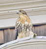 RED-TAILED HAWK
Buteo jamaicensis
June 10, 2009
