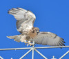 RED-TAILED HAWK
Buteo jamaicensis
June 27, 2009