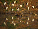 CATTLE EGRET
Bubulcus ibis
Dec. 4, 2010