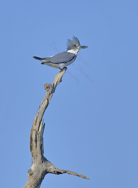 BELTED KINGFISHER
Ceryle alcyon
Dec.3, 20010